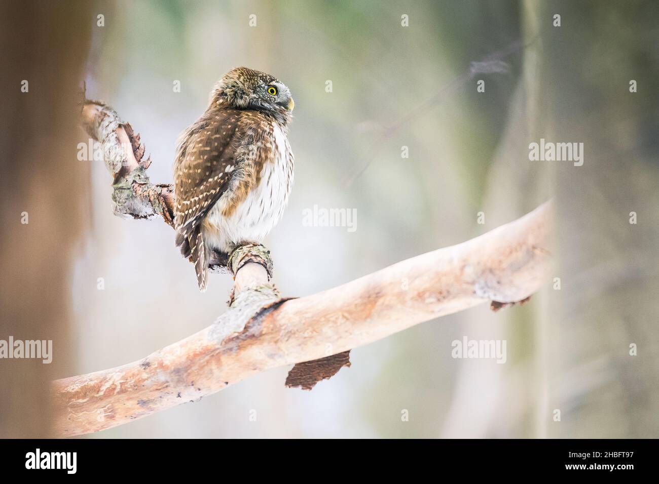 Zwergeule (Glaucidium passerinum) sitzt auf dem Ast im Wald Stockfoto
