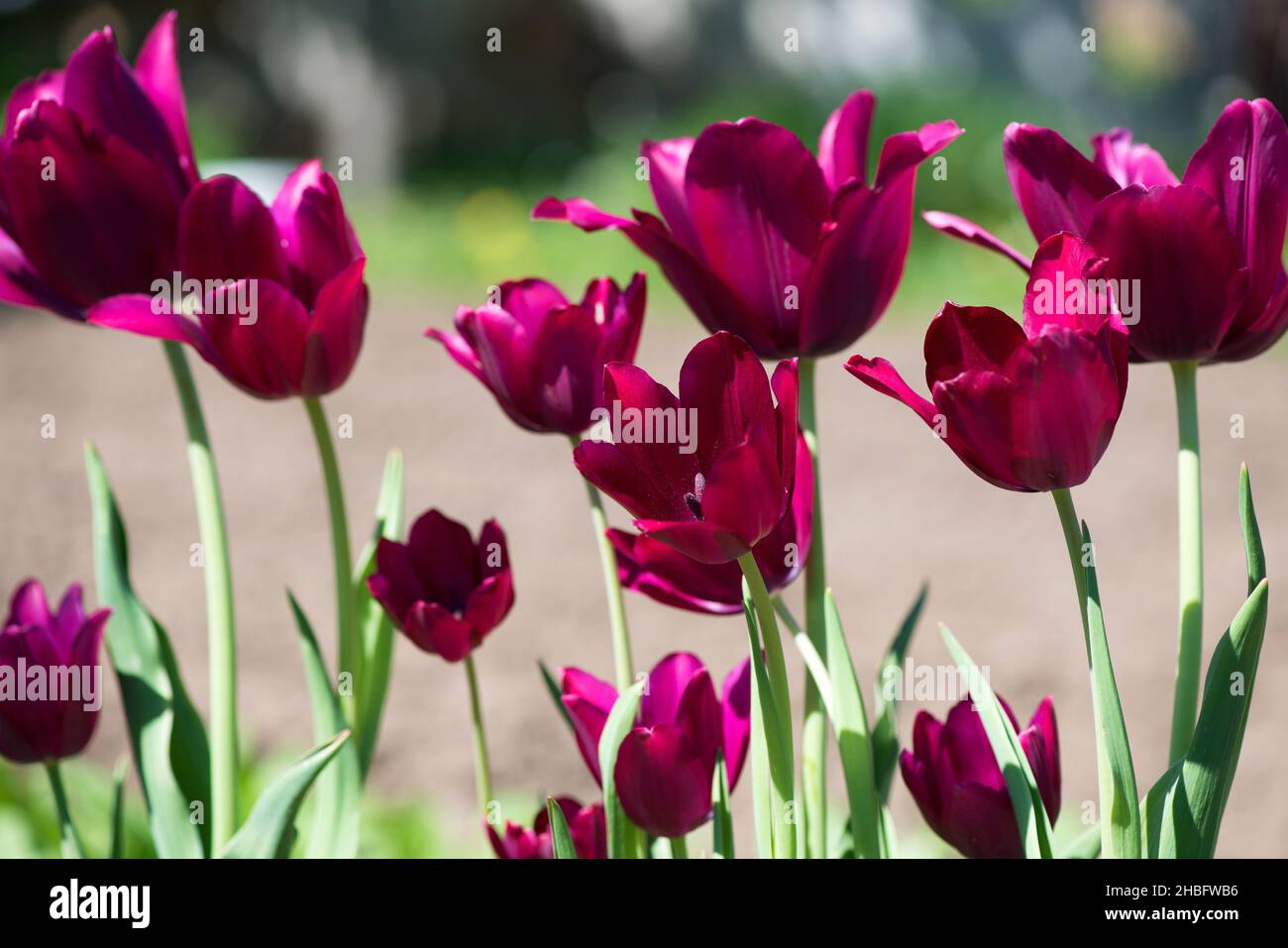 Tulip Merlot - Blühende lila Tulpen in einem ländlichen Garten auf verschwommenem Hintergrund. Stockfoto