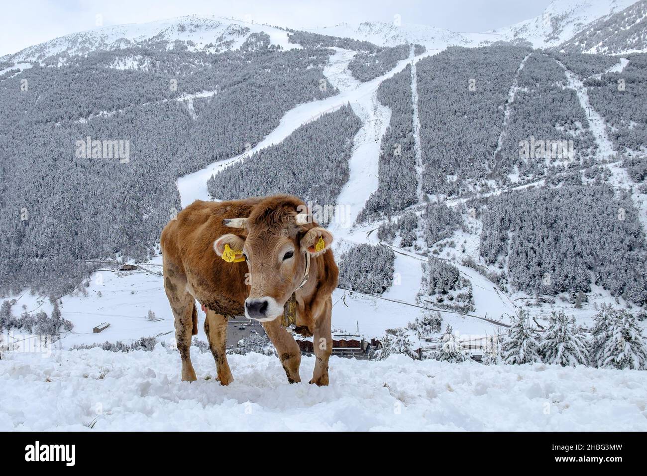 Kuh im Schneeberg Stockfoto