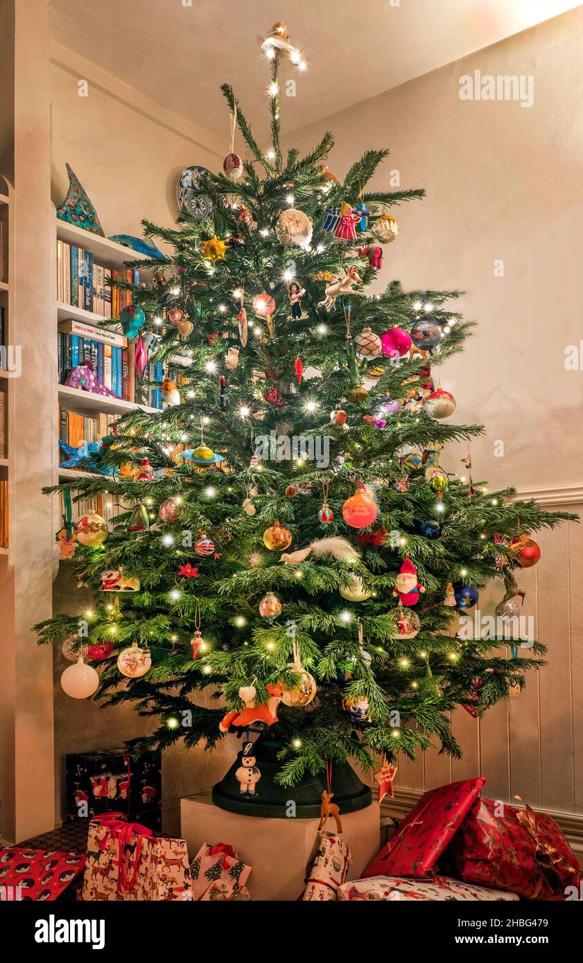 Traditioneller Nordmann Weihnachtsbaum in einem Haus in London 2021 Stockfoto