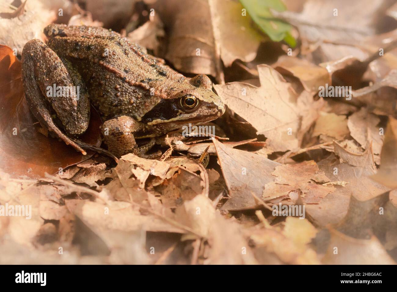 Der gewöhnliche Frosch (Rana temporaria) durchzieht die gefallenen Blätter im Somerset-Wald bei Horner Stockfoto