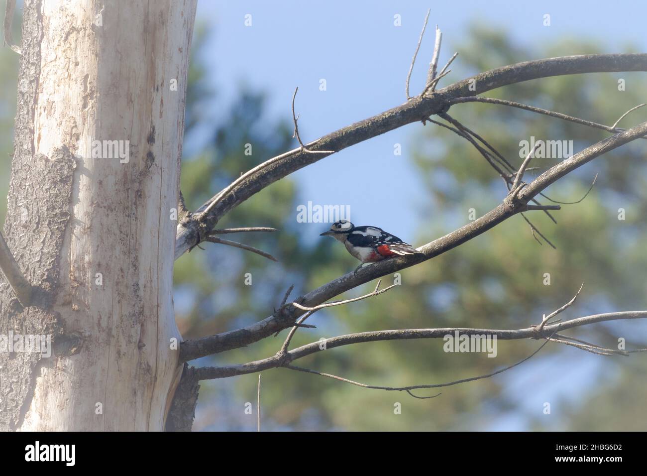Schwarz-weiß und rot der Buntspecht (Dendrocopos major) bewegt sich durch die Bäume und sucht nach Insekten im Stamm Stockfoto