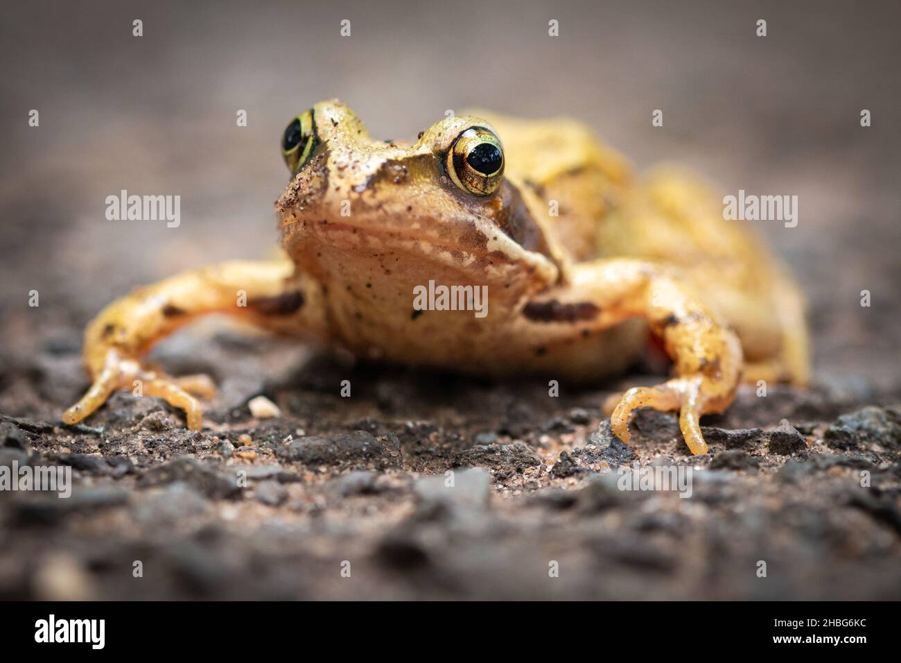 Der kleine gewöhnliche Frosch (Rana temporaria) überquert die Straße in der Nähe einer Heide in Suffolk Stockfoto