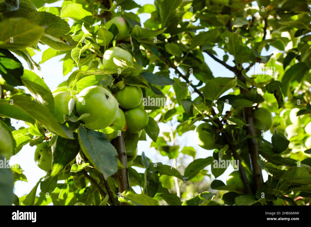 Reife Äpfel auf einem Baum im Garten. Bio-Äpfel, die an einem Ast in einem Apfelgarten hängen Stockfoto
