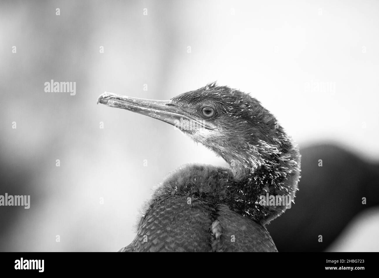 Das Schwarz-Weiß-Foto des europäischen Shags (Phalacrocorax aristotelis) zeigt die Überreste des neuesten Futters auf seinen Nackenfedern auf den Farne-Inseln Stockfoto