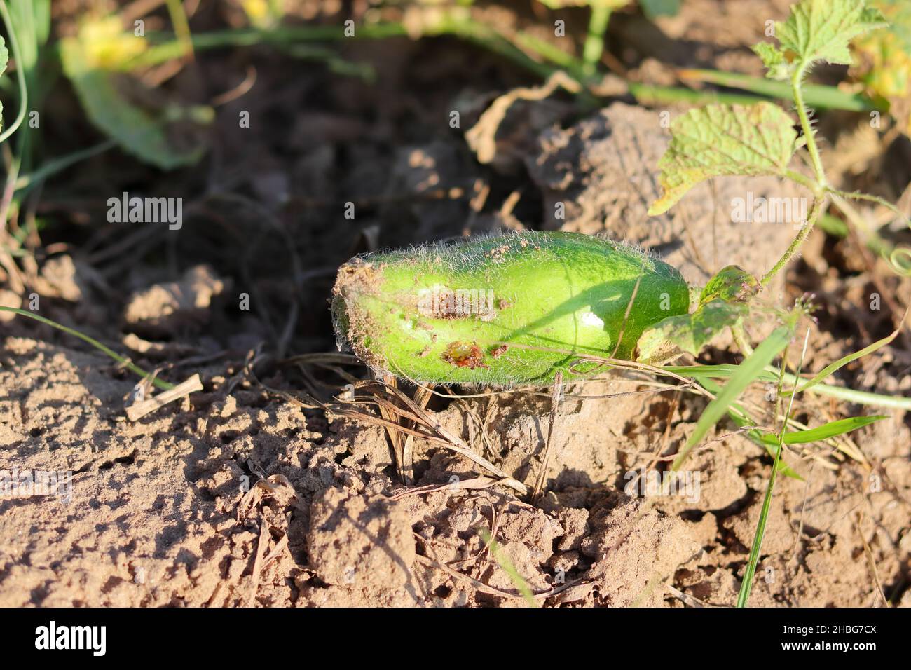 Nahaufnahme von Gurke, die auf dem Feld angebaut wird, ist mit Krankheiten und einigen Insekten befleckt Stockfoto