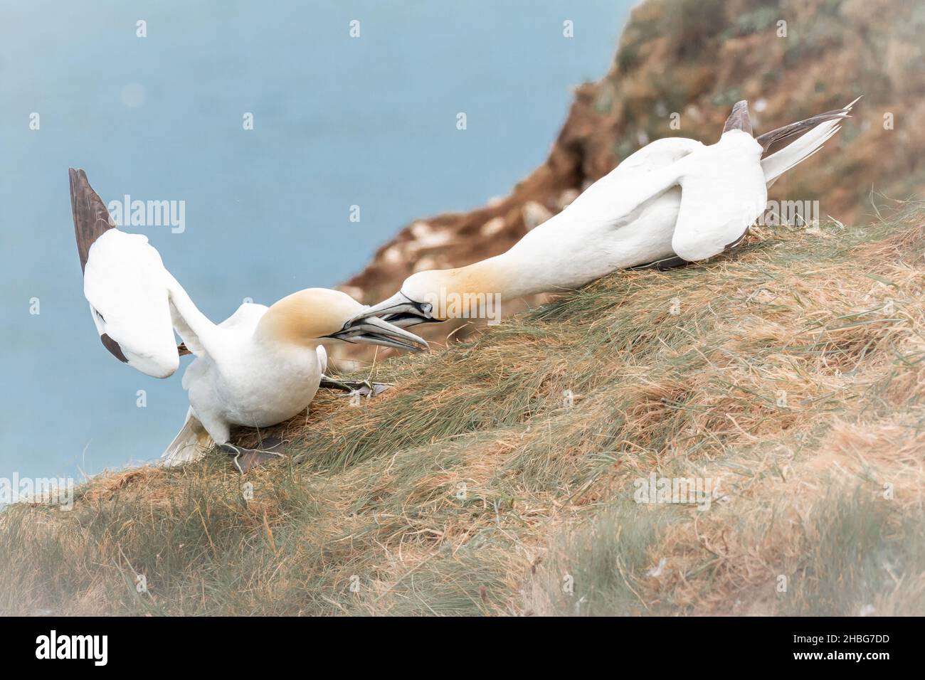 Ein Paar Tölpel (Morus bassanus) kämpft auf den Klippen von Bempton Cliffs in Yorkshire um den Weltraum Stockfoto