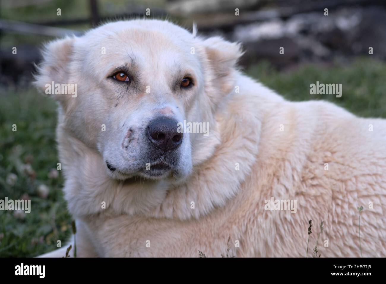 Armenischer Gampr Hund Stockfotos und -bilder Kaufen - Alamy