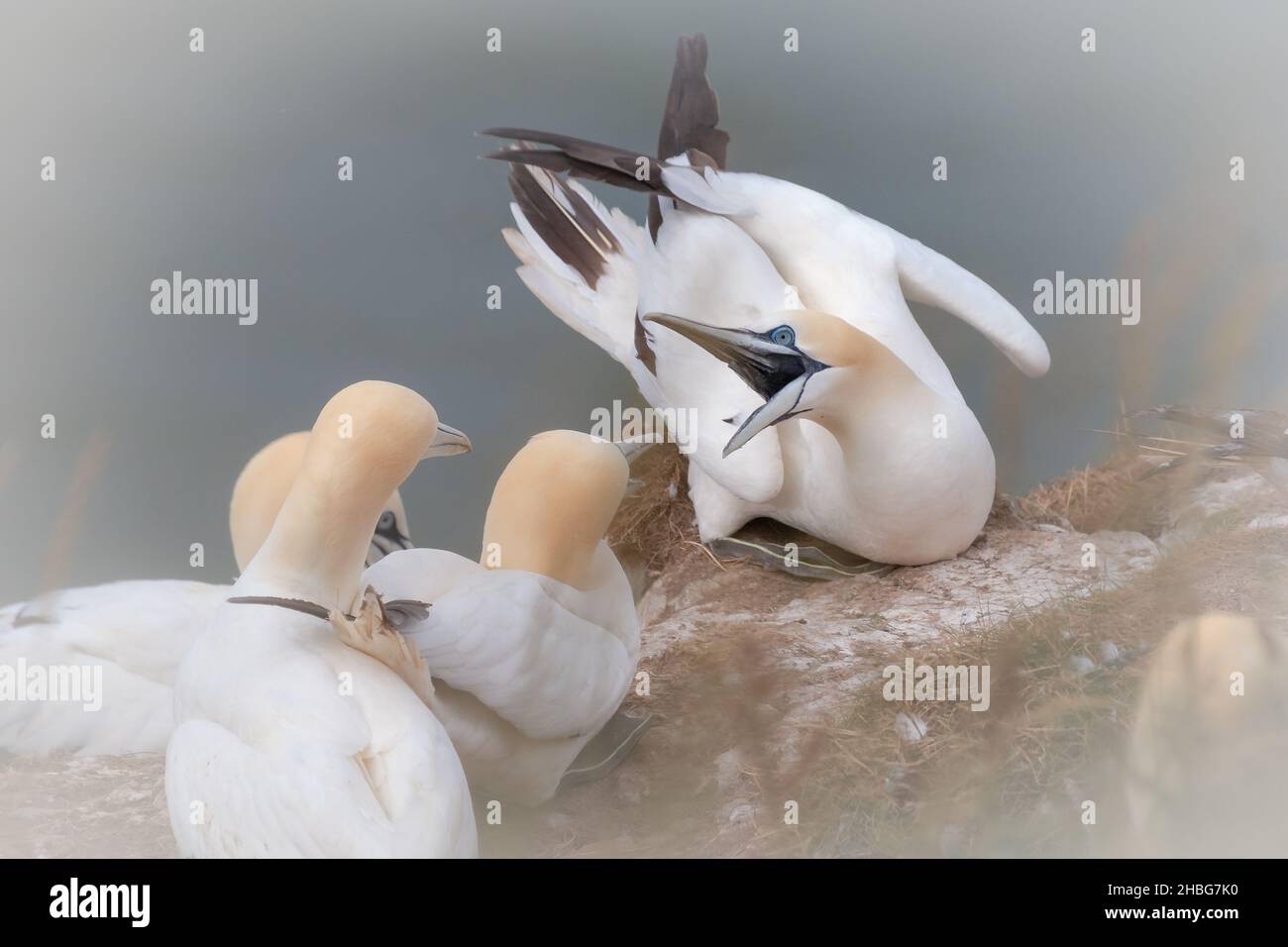 Ein lautes Gannett (Morus bassanus) verteidigt seinen Platz auf der Klippe gegen andere Tölpel in der Nähe in Yorkshire Stockfoto