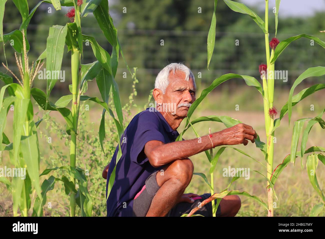 Portraitfoto eines progressiven indischen Senior Farmers, der in der Nähe einer Maisernte sitzt und die Kamera anschaut Stockfoto
