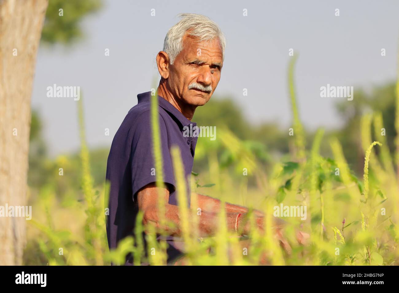 Portraitfoto eines progressiven indischen Senior Farmers, der in der Nähe von wildgrünen Gräsern sitzt und die Kamera anschaut Stockfoto