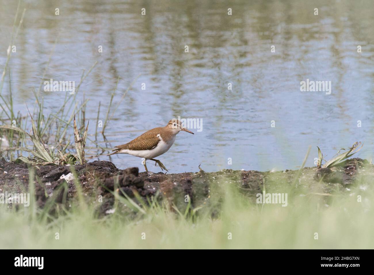 Der gemeine Sandpiper (Actitis hypoleucos) spaziert entlang des Gloucestershire Sees Stockfoto