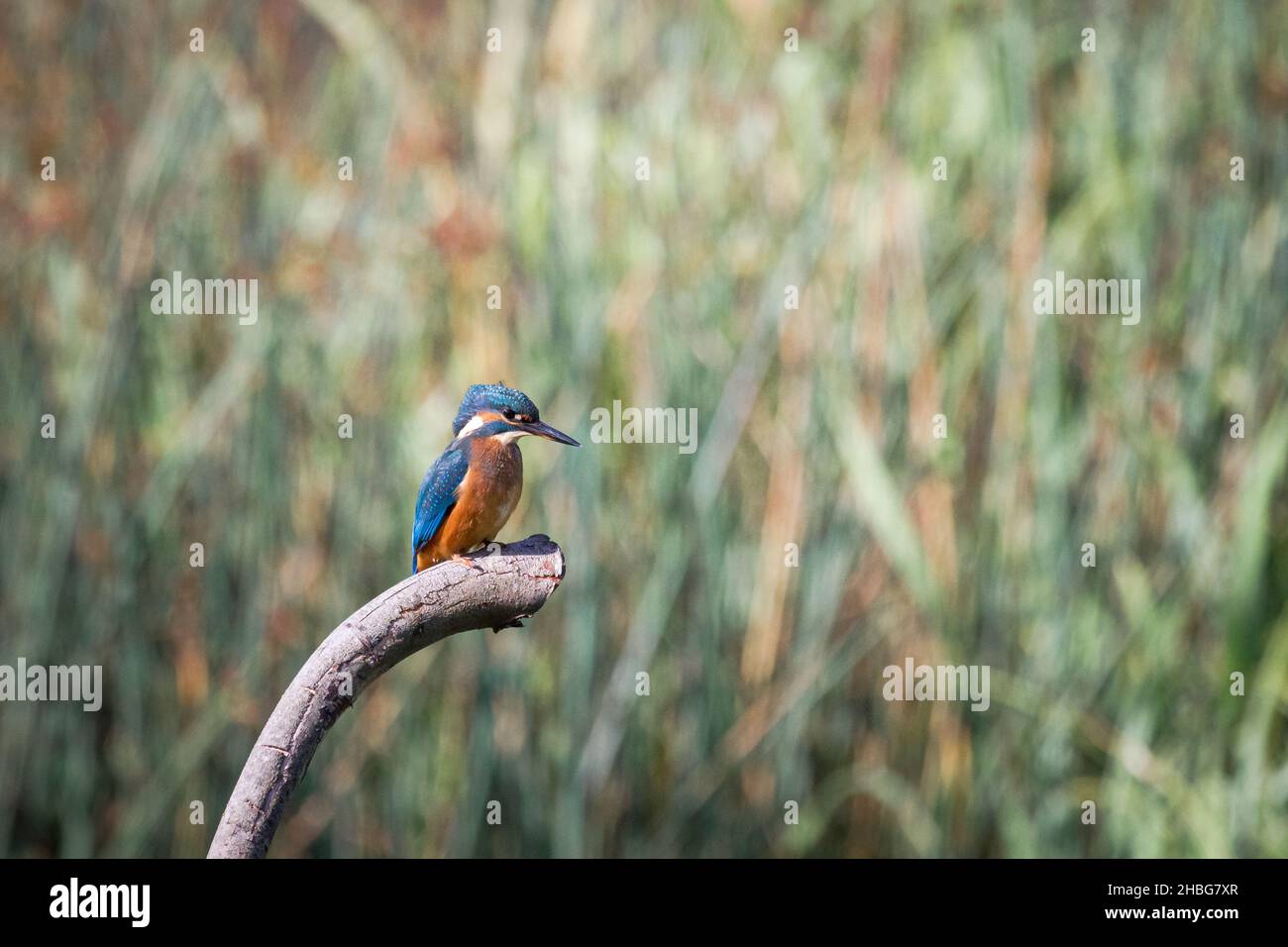 Ein Eisvögel (Alcedo atthis) wartet auf einen Ast, um einen Fisch im Wasser unter sich zu sehen Stockfoto