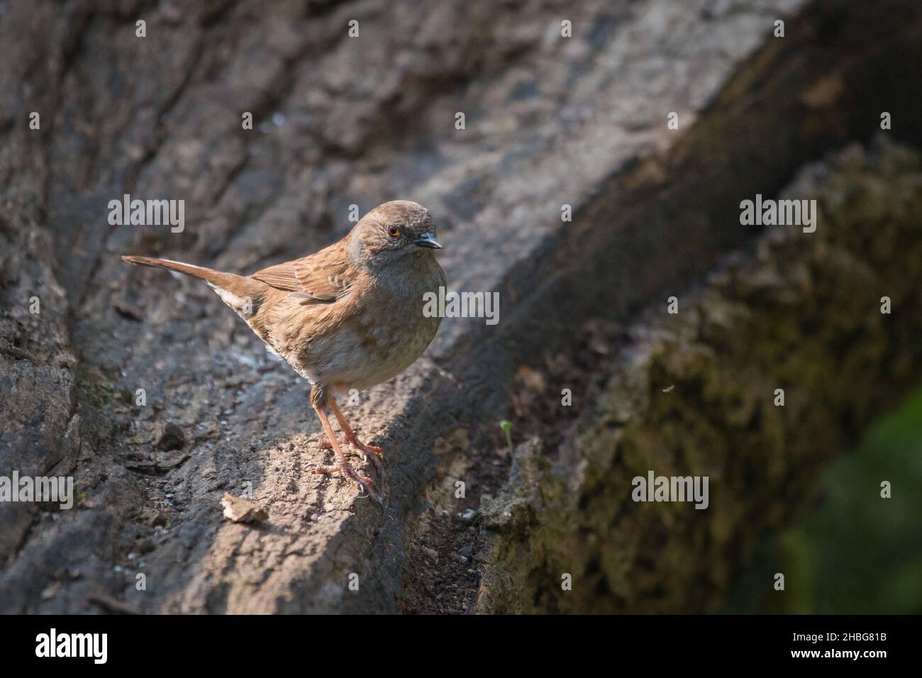Der Dunnock (Prunella modularis) erhebt sich in der frühen Sonne am Stumpf der Lackford Lakes in Suffolk Stockfoto