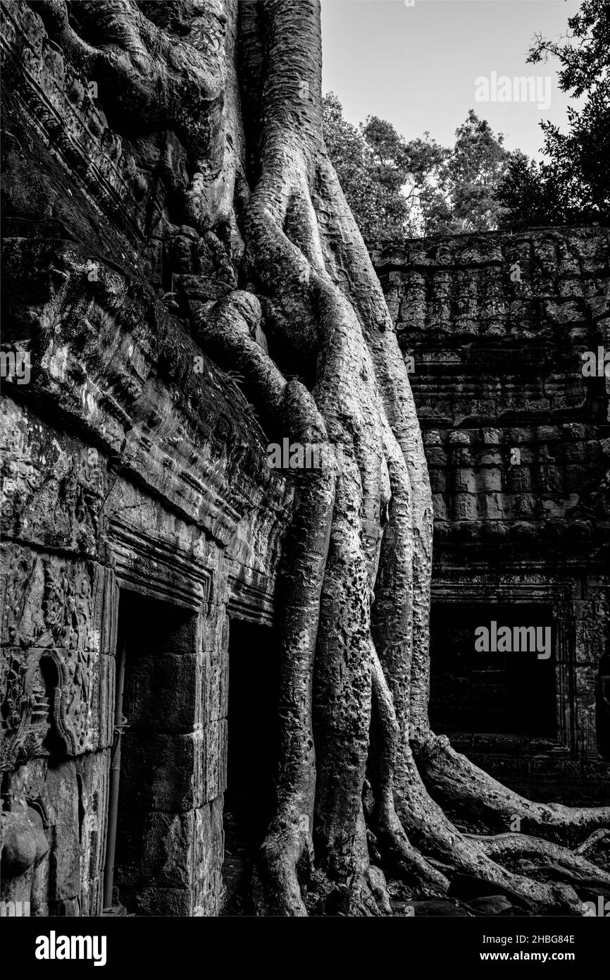 Fig-, banyan- und Kapok-Bäume breiten ihre gigantischen Wurzeln über den Wänden des Ta prohm-Tempels in Angkor, Kambodscha. Stockfoto
