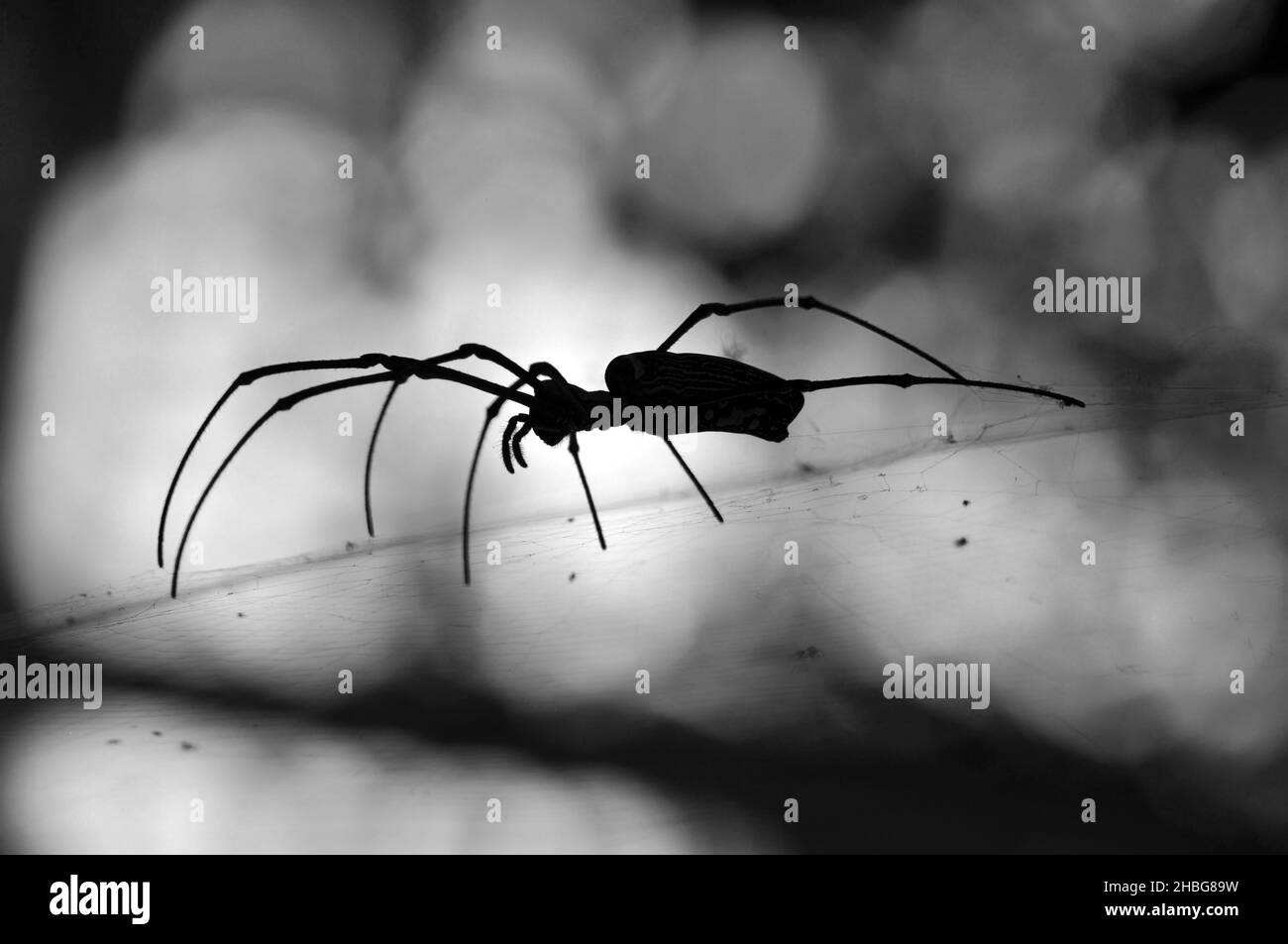 Silhouette der Nephila pilipes Spinne bekannt als die nördliche goldene Kugel Weaver oder riesige goldene Kugel Weaver, ist eine Art der Spinne, die zu den c gehört Stockfoto