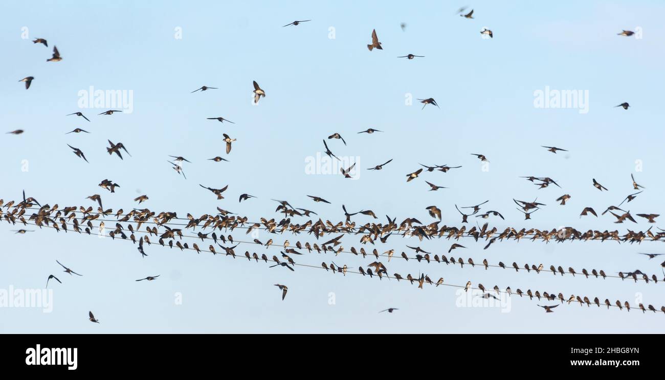 Vor dem Herbstzug sitzt eine große Schar von Schwalben und sandmartinen (Riparia riparia) auf Drähten Stockfoto