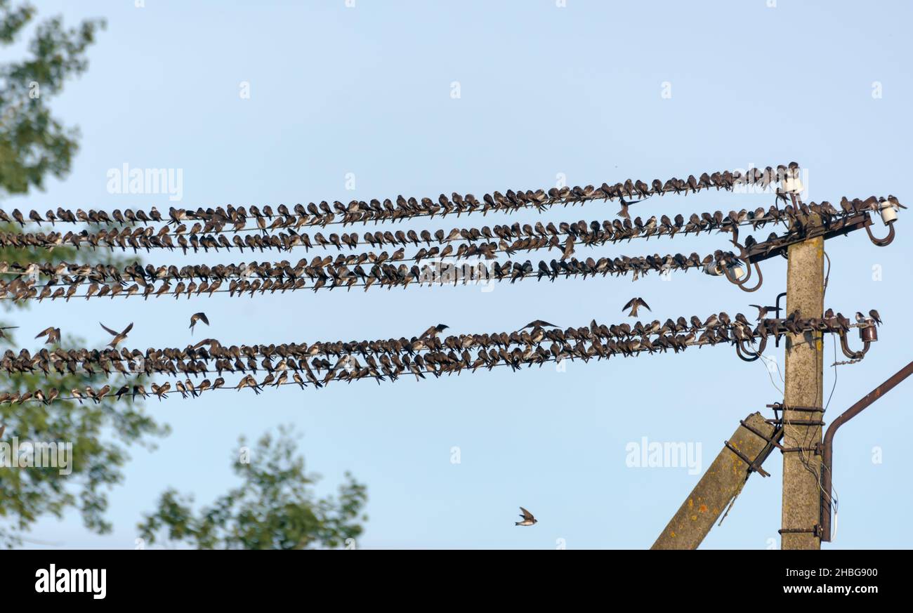 Vor dem Herbstzug ruht eine sehr große Schwalben- und sandschwalben-herde (Riparia riparia) auf Drähten Stockfoto