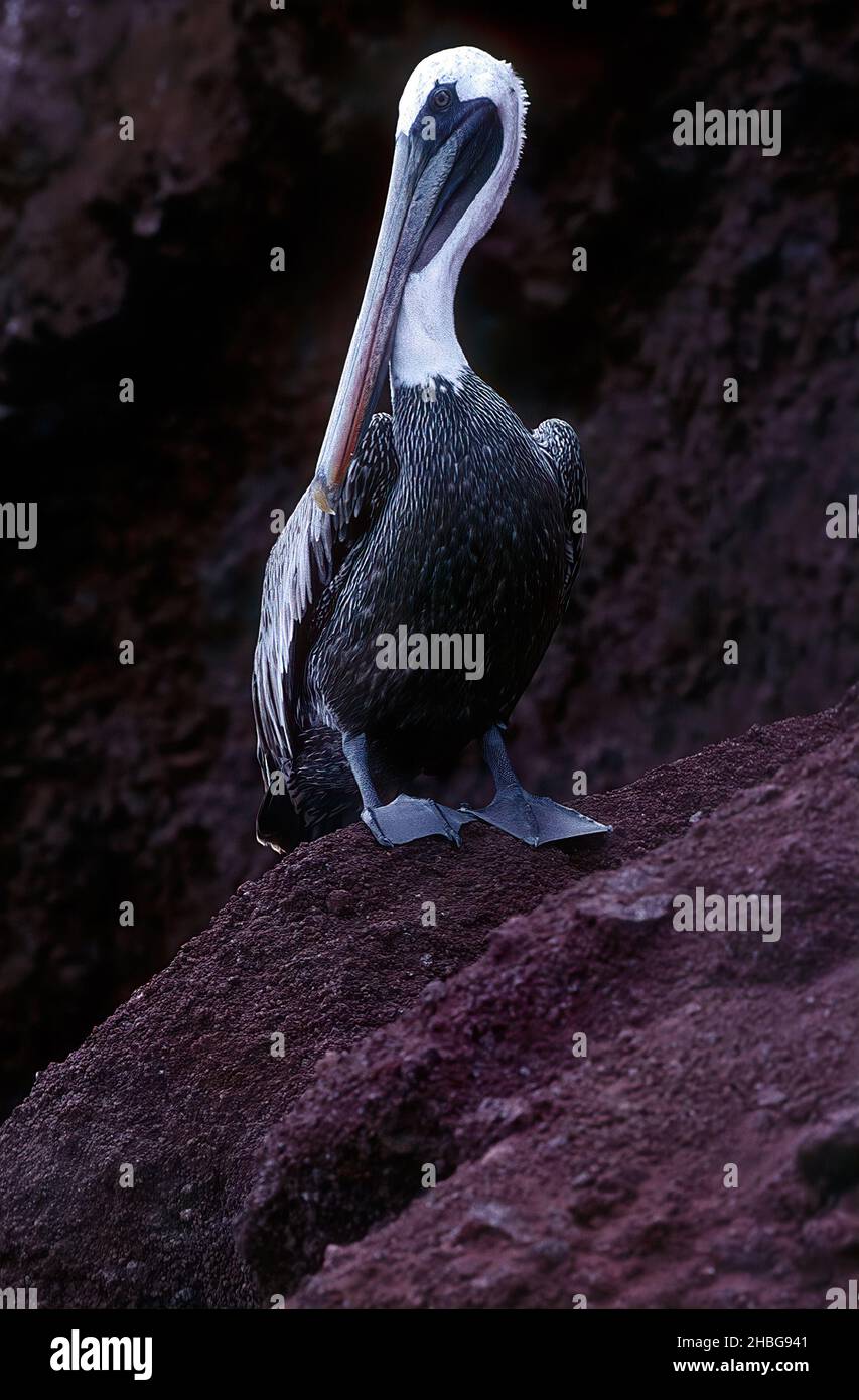 Der braune Pelikan (Pelecanus occidentalis) ist ein Vogel der Pelikanfamilie Pelecanidae, einer von drei Arten, die in Amerika und einer von zwei Tha gefunden werden Stockfoto