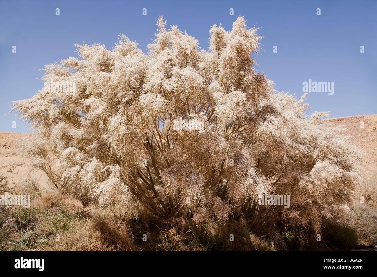 Nahaufnahme der weißen Blumen des weißen Besen Retama raetam, aufgenommen in Israel im März Stockfoto