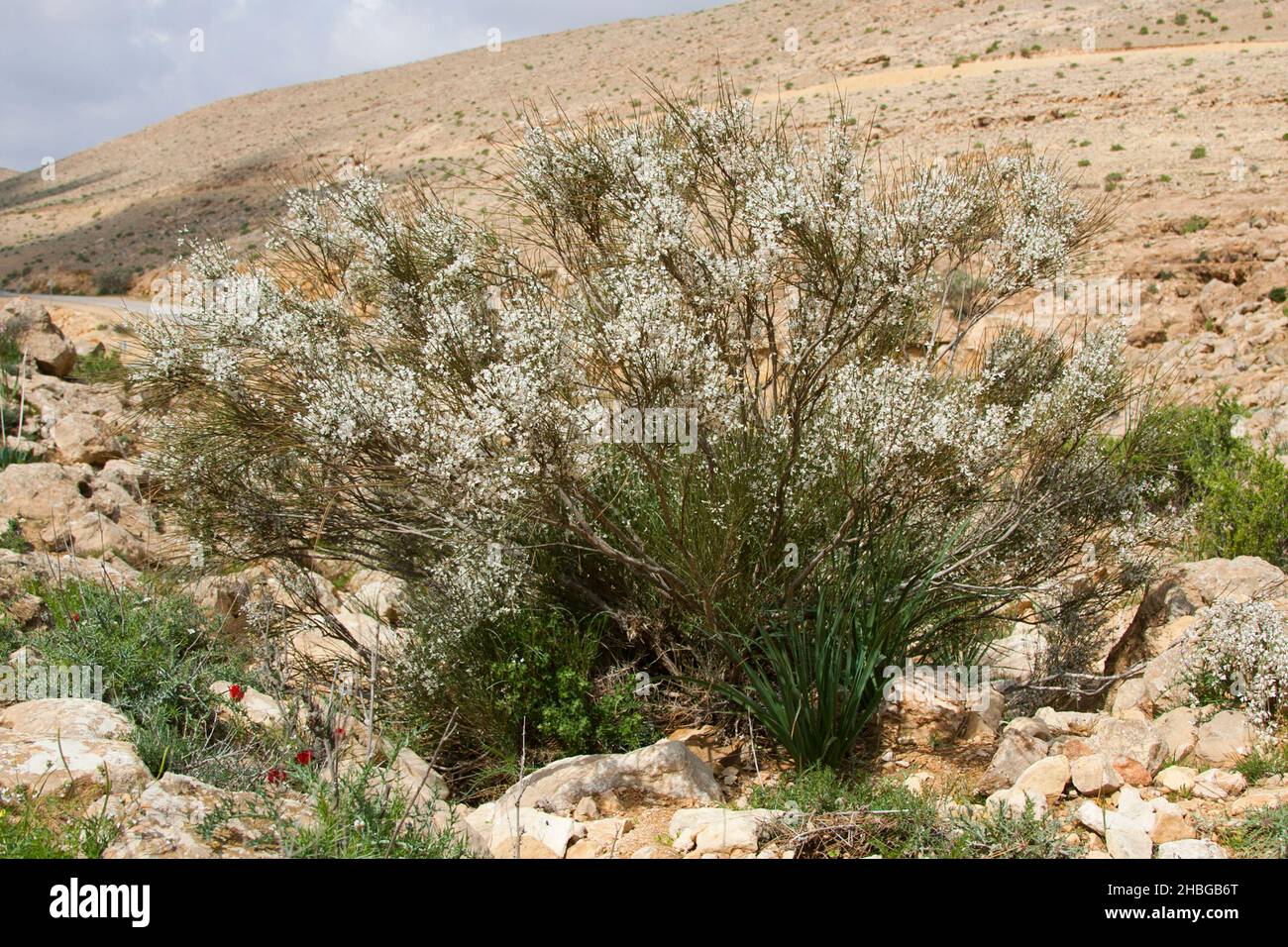 Nahaufnahme der weißen Blumen des weißen Besen Retama raetam, aufgenommen in Israel im März Stockfoto