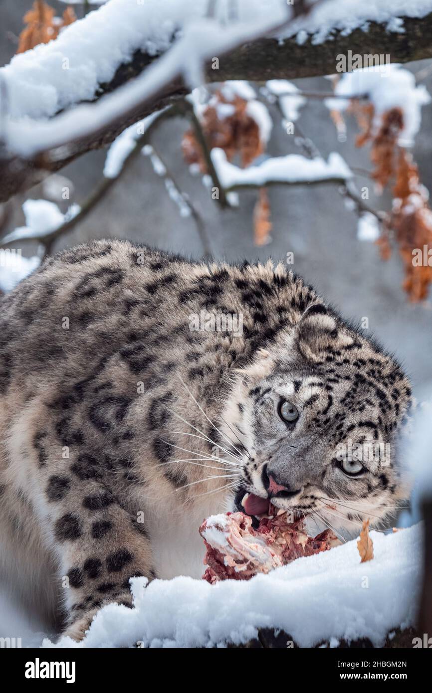 Schneeleopard frisst Nahrung auf dem Schnee Stockfoto