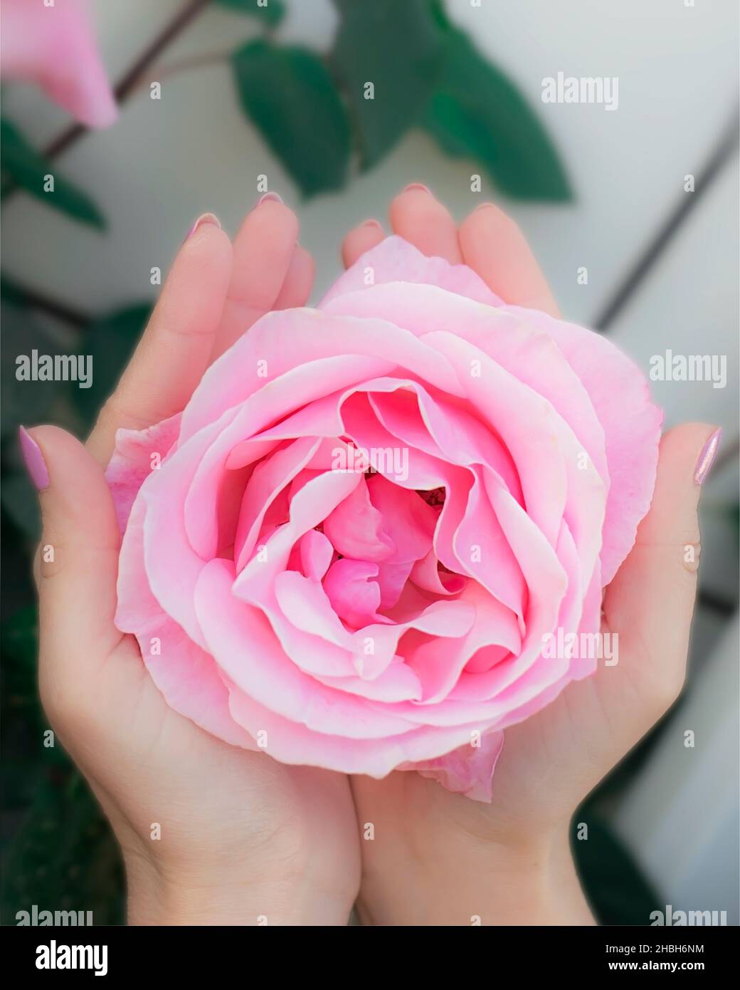 Frau betapst eine große rosa Rose in den Handflächen ihrer Hände aus der Perspektive der ersten Person Stockfoto