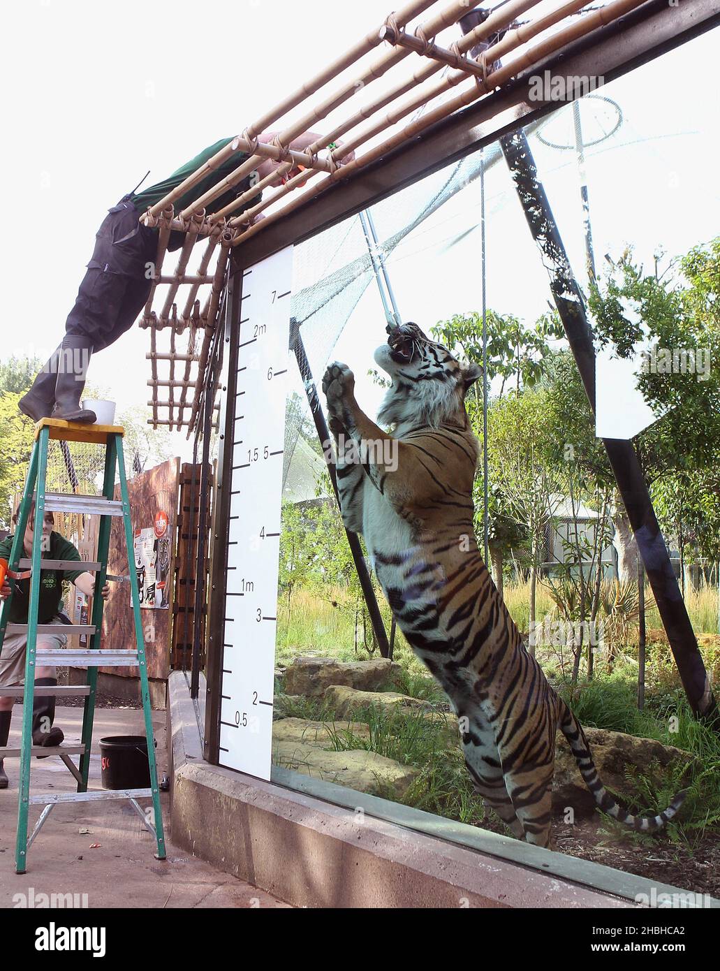 Jae Jae, der Sumatran Tiger, wird während der jährlichen Bestandsaufnahme von Gewichten und Größen im London Zoo im Regents Park im Zentrum von London gemessen. Stockfoto