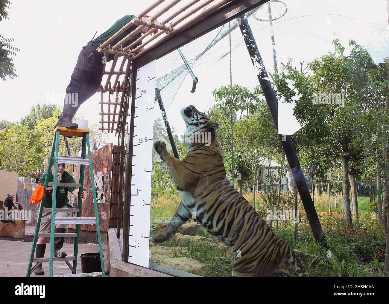 Jae Jae, der Sumatran Tiger, wird während der jährlichen Bestandsaufnahme von Gewichten und Größen im London Zoo im Regents Park im Zentrum von London gemessen. Stockfoto