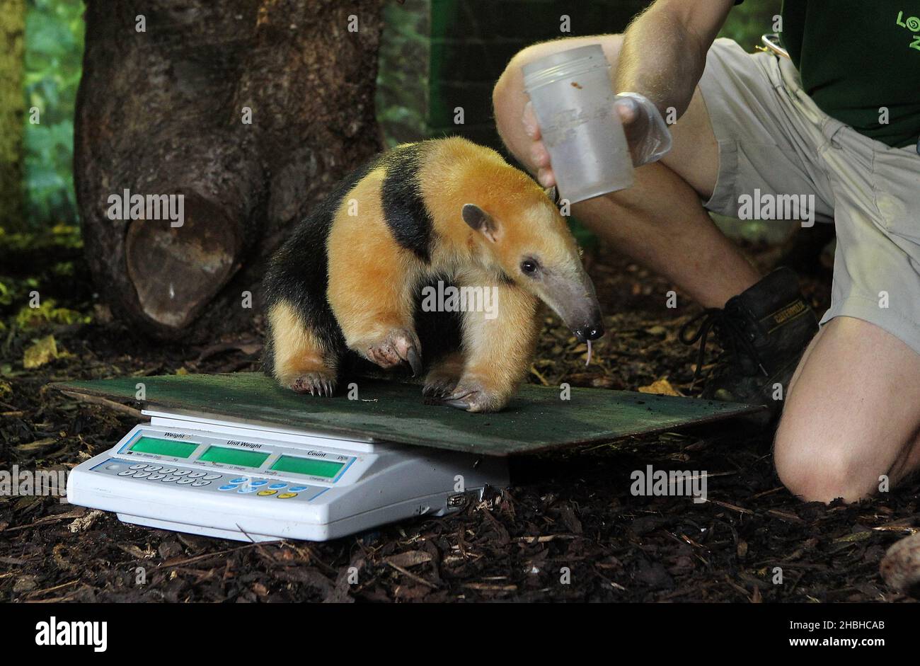 Tammy, der Baumanteater, wird während der jährlichen Bestandsaufnahme von Gewichten und Größen im London Zoo im Regents Park im Zentrum von London gewogen. Stockfoto