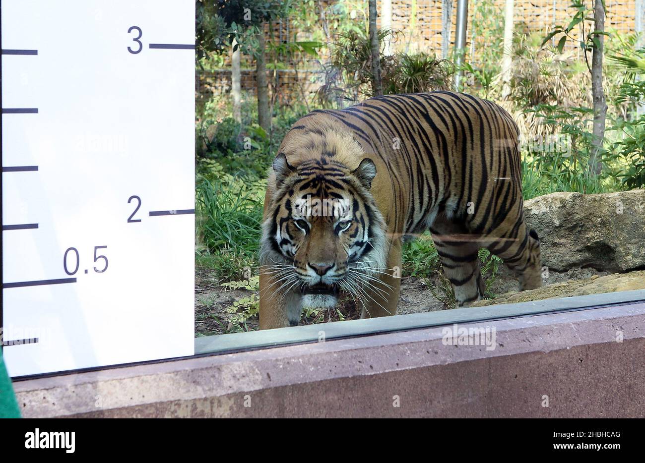 Jae Jae, der Sumatran Tiger, wird während der jährlichen Bestandsaufnahme von Gewichten und Größen im London Zoo im Regents Park im Zentrum von London gemessen. Stockfoto