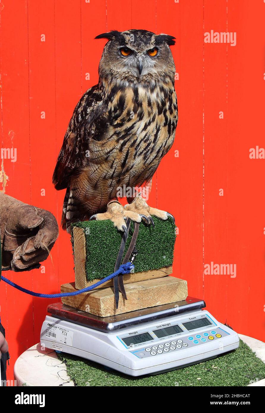 Max, die eurasische Adlereule, sitzt auf einer Reihe elektronischer Waagen und wird während der jährlichen Bestandsaufnahme von Gewichten und Größen im London Zoo im Regents Park im Zentrum von London gewogen. Stockfoto