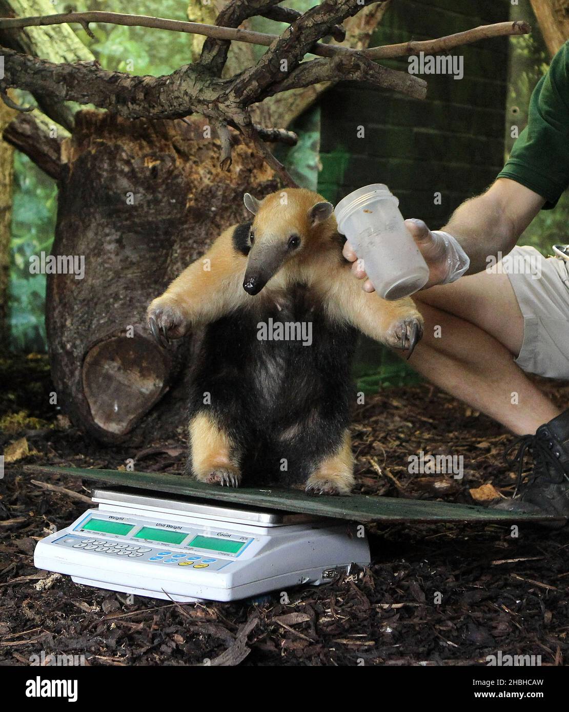 Tammy, der Tree Anteater, sitzt auf einer Reihe elektronischer Waagen und wird während der jährlichen Bestandsaufnahme von Gewichten und Größen im London Zoo im Regents Park im Zentrum von London gewogen. Stockfoto