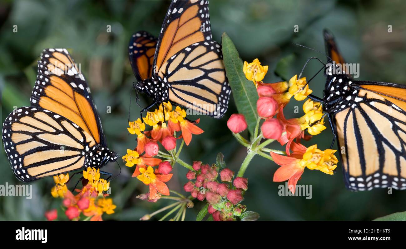 Schmetterling sammelt Nektar aus einer Blume Stockfoto