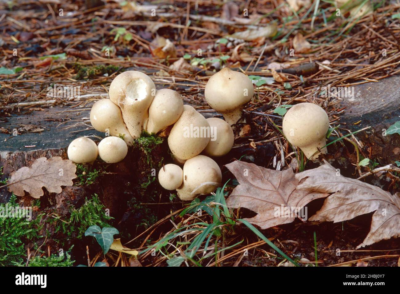 Einige junge Exemplare von birnenförmigen Kugelpilzen, Apioperdon pyriforme, Lycoperdaceae Stockfoto