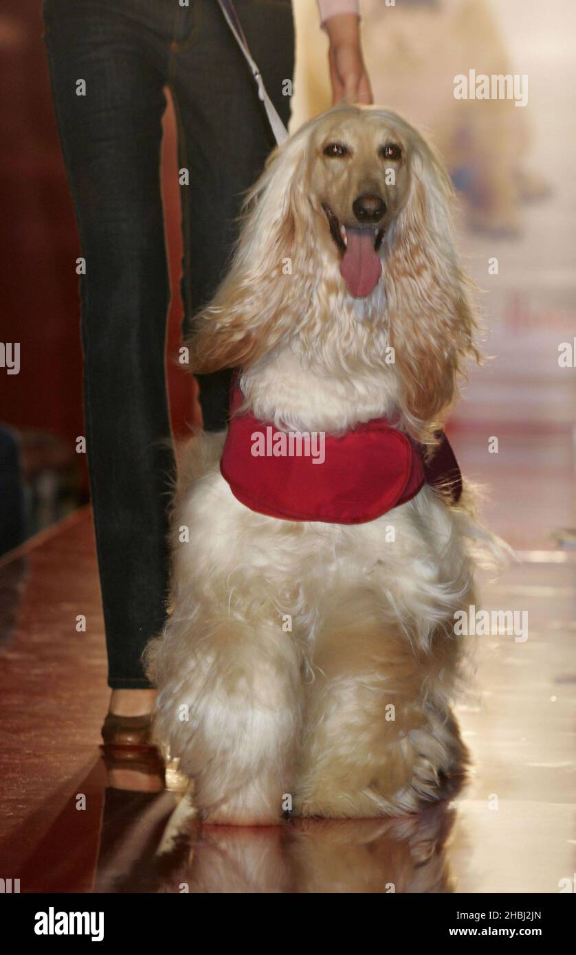 Doushman, der Afghane, trug ein T-Shirt mit Kwigy-Bo-Print auf der Pet-A-Porter Dog Fashion Show der doggy-Mode in Harrods Knightsbridge in London. Kopfschuss Stockfoto