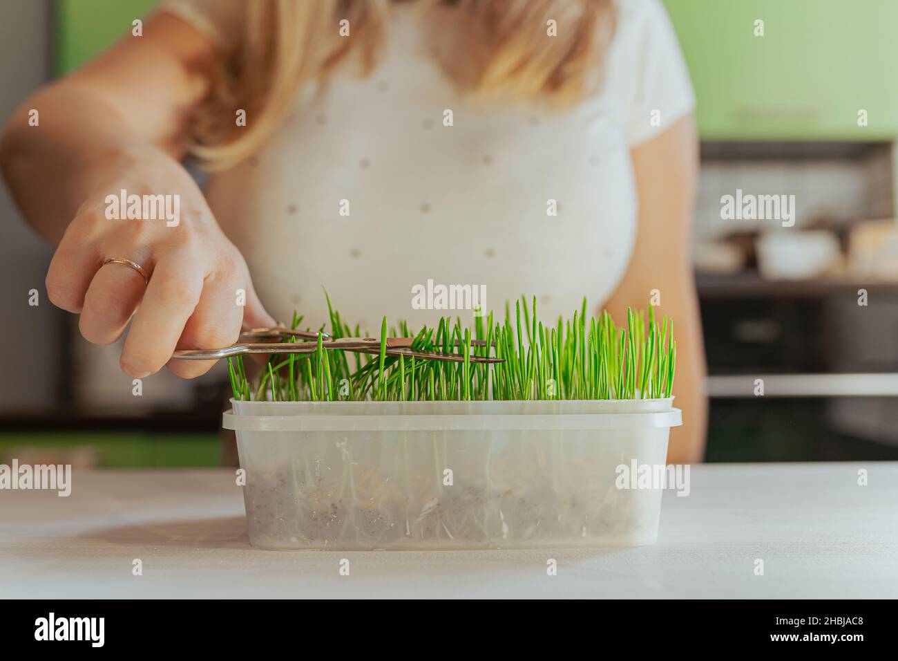 Die Hand der Frau schneidet grünes Gras, das im Blumentopf mit einer Schere angebaut wird. Vitamine für Haustiere, schneidet grüne Pflanze in Topf mit einer Schere. Stockfoto