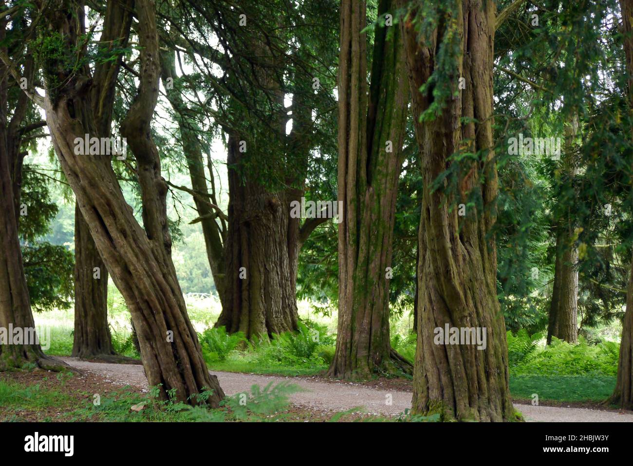 Eine Reihe von alten englischen Eibenbäumen, „Taxus Baccata“, in der Yew Avenue im Lowther Castle, Lake District National Park, Cumbria, England, Großbritannien Stockfoto