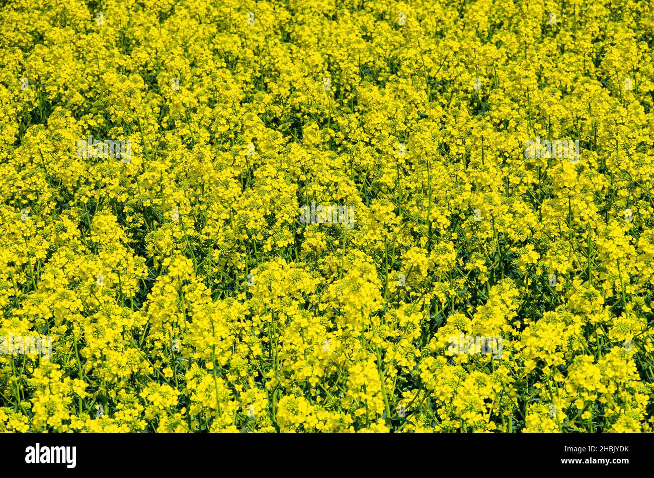Feld von Raps in voller Blüte. Stockfoto