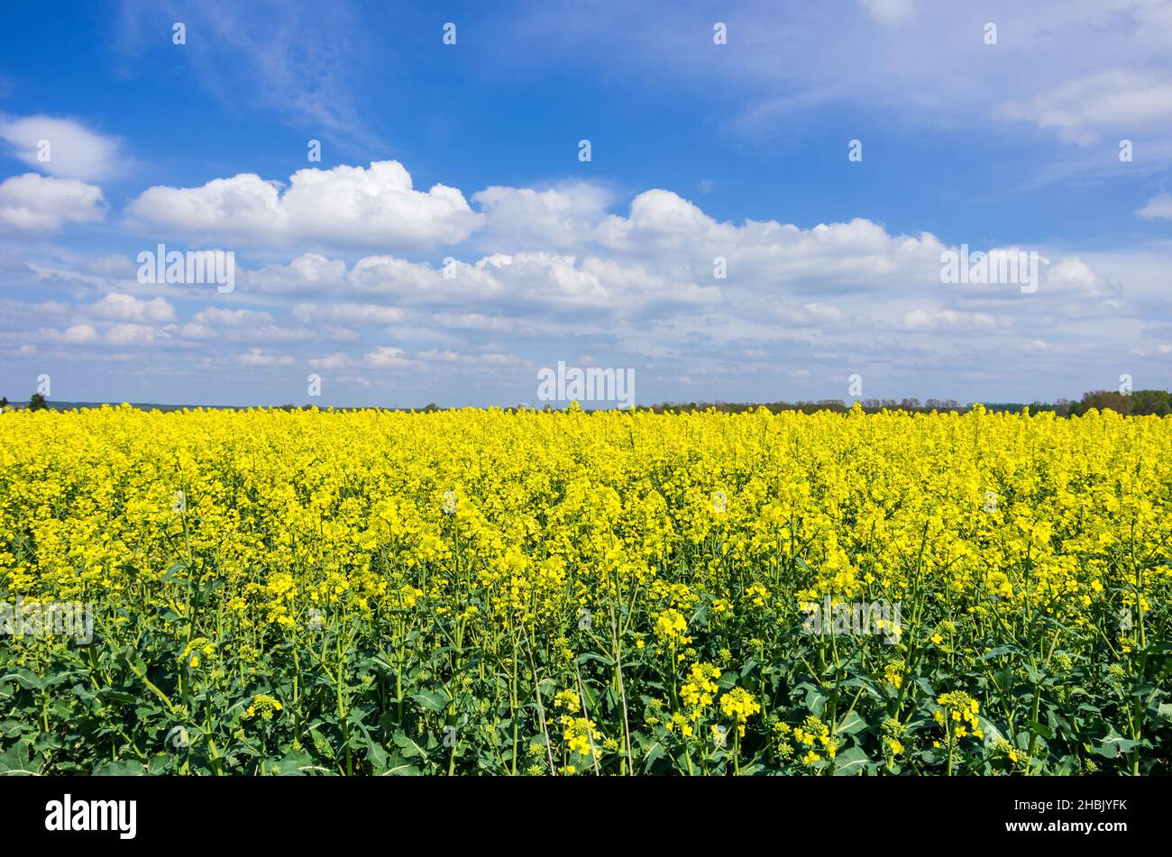 Landschaft eines Rapsfeldes und wolkig blauer Himmel. Stockfoto