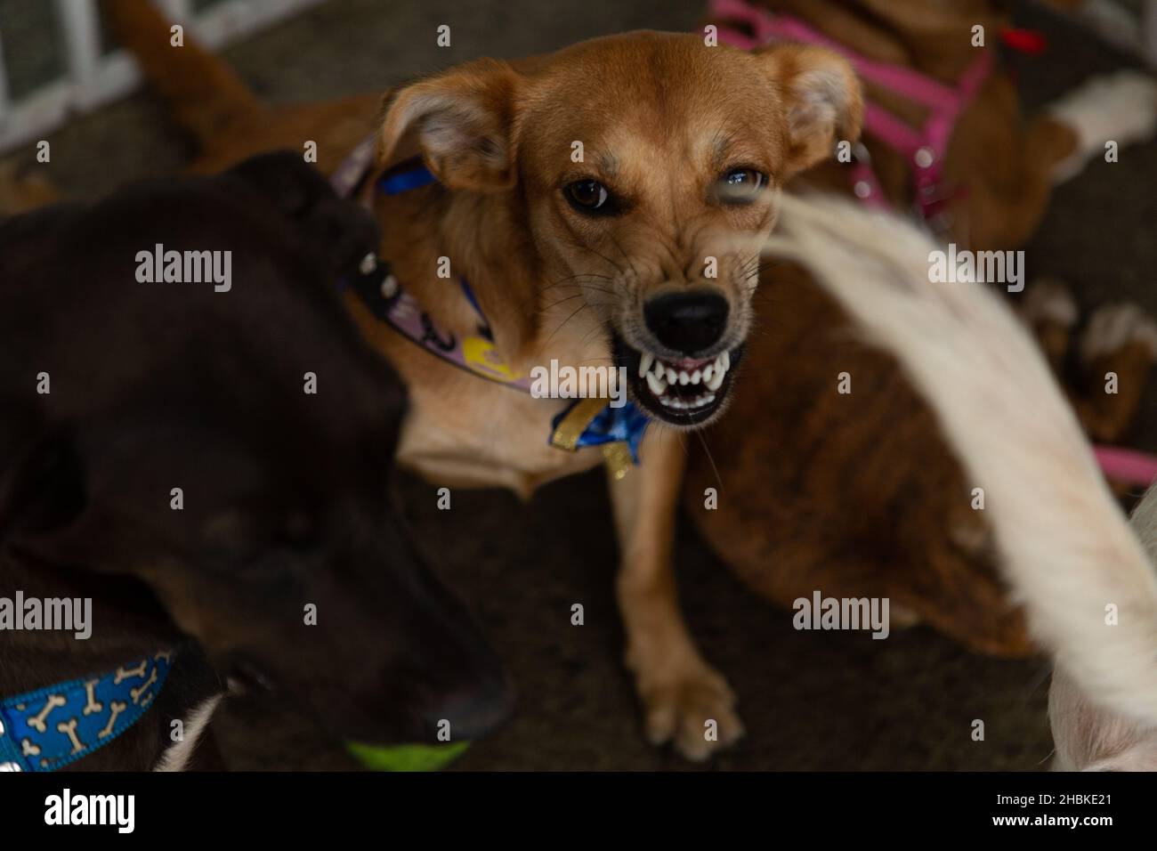 Goiânia, Goias, Brasilien – 18. Dezember 2021: Einige Hunde, in einem Stift, auf einer streunenden Tier Adoptionsmesse erhältlich. Stockfoto