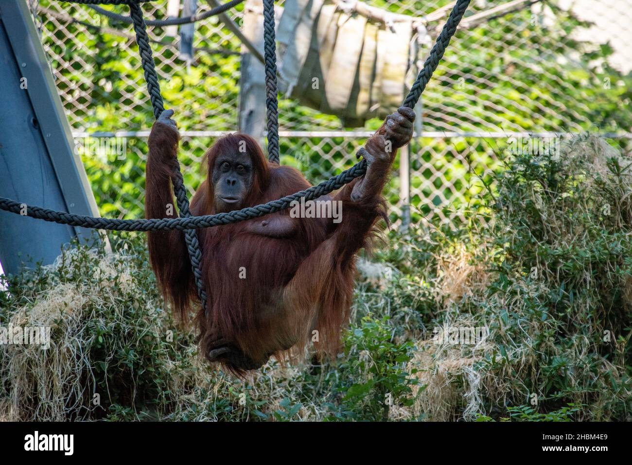 Wunderschöne Orang-Utans im Zoo Hellabrunn in München Stockfoto