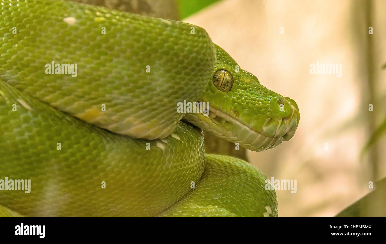 Grüne Baumpython in einem natürlichen Terrarium. Morelia viridis Arten aus der Familie der Pythonidae. Python-Schlange aus Neuguinea, Indonesien und Australien Stockfoto