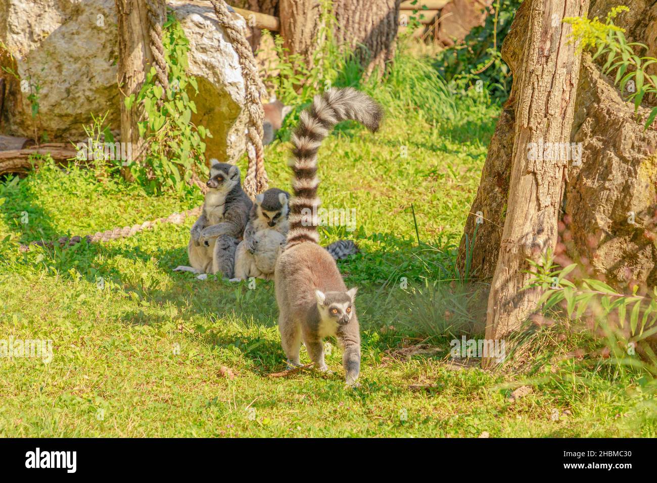 Der Ringschwanzmaki von Madagaskar, ein Strepsirrhin-Primat. Lemur catta Arten von der Insel Madagaskar in Afrika. Stockfoto