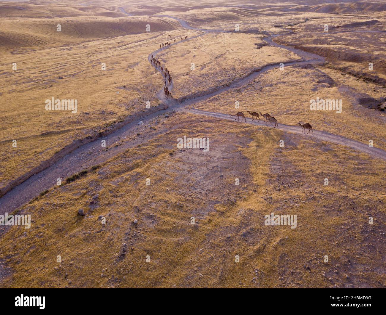 Kamelkarawane durch die Sanddünen in der Wüste. Stockfoto