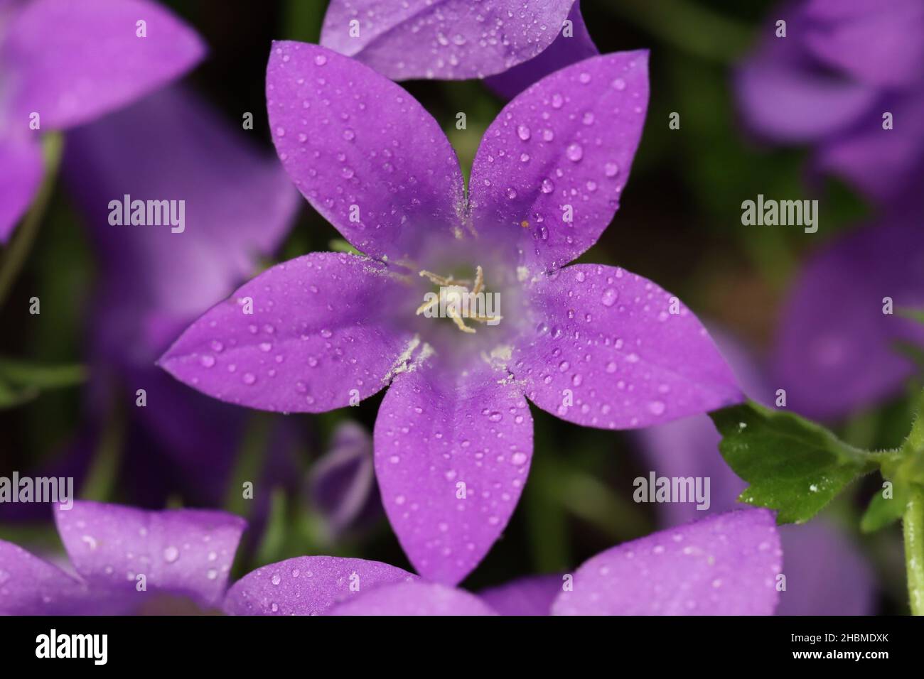 Nahaufnahme einer hübschen sonnendurchfluteten blau-violetten Glockenblume Stockfoto