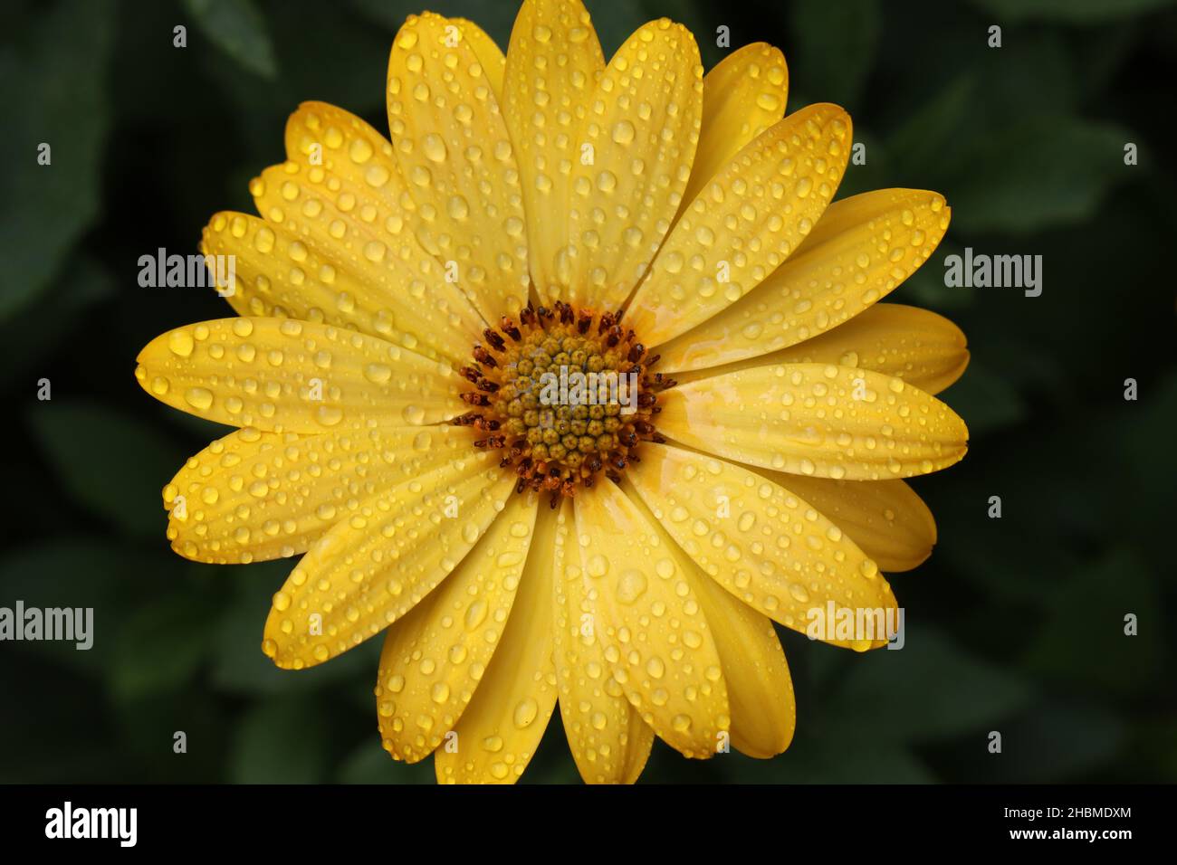 Nahaufnahme einer einzigen gelben osteospermum-Blume mit Tröpfchen auf den Blütenblättern und direkter Ansicht von oben Stockfoto