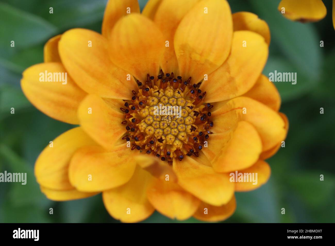Nahaufnahme einer einzelnen gelben osteospermum-Blume mit selektivem Fokus auf das kreisförmige Blütenzentrum und direkter Ansicht von oben Stockfoto