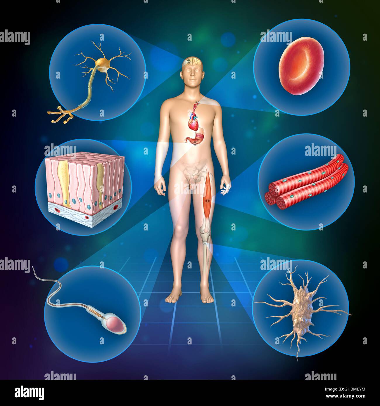 Verschiedene Arten von menschlichen Zellen, einschließlich Spermien, rote Blutkörperchen, Osteozyten, Neuronen, Skelettmuskeln und säulenförmigen Epithelzellen. Digitale Illustration. Stockfoto