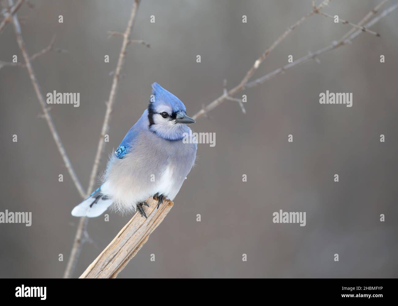 Blue Jay (Cyanocitta cristata) thront in einem kanadischen Winter auf einem Zweig. Stockfoto
